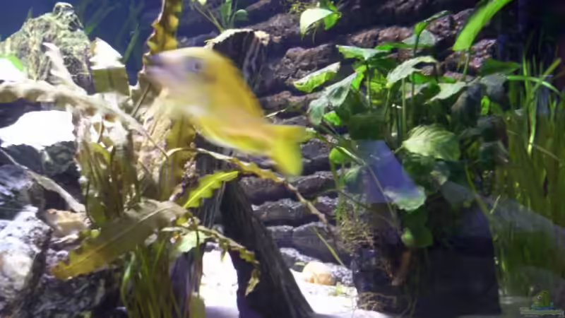 Ophtalmotilapia Nasuta ´Kipili Gold´ von schmitzkatze (10)