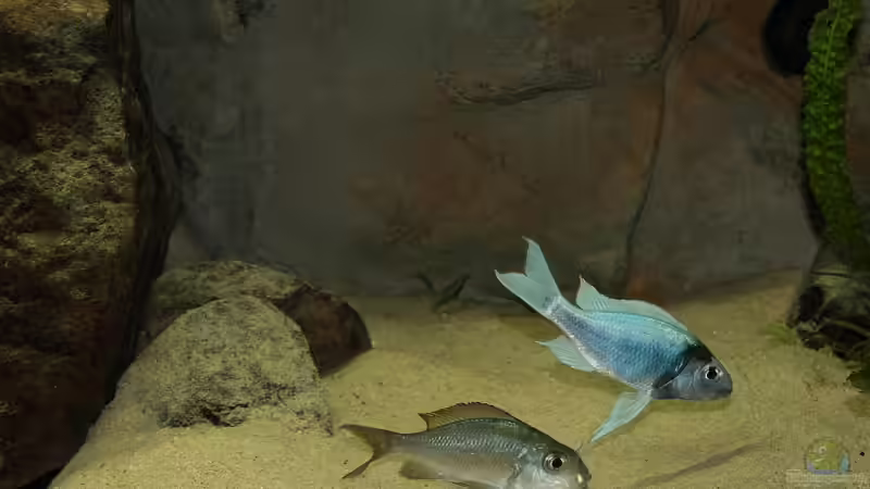 Ophtalmotilapia ventralis beim Ablaichen von Georg Botz (31)