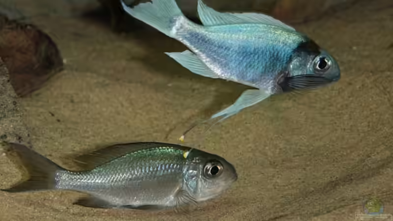 Ophtalmotilapia ventralis beim Ablaichen von Georg Botz (32)