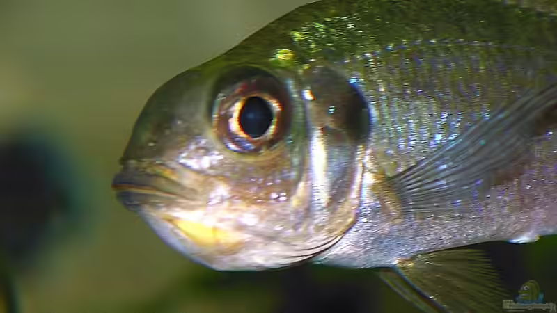 Ophtalmotilapia ventralis mit Eiern im Maul (25.07.2008) von Georg Botz (35)