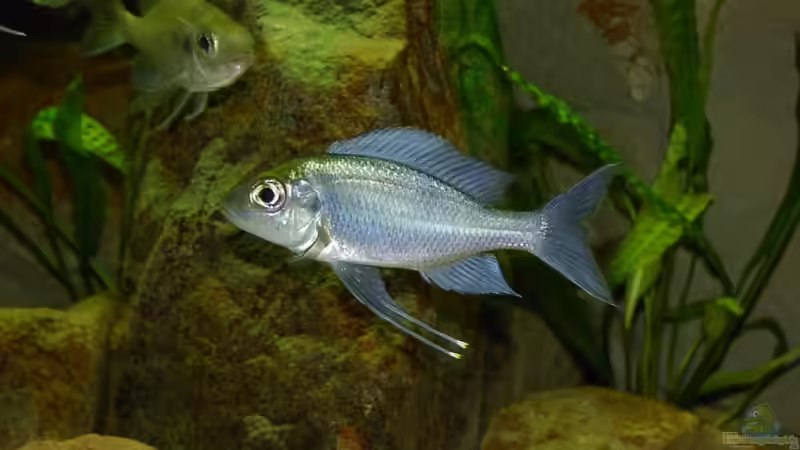 Ophtalmotilapia ventralis ´orange cap´  von Georg Botz (26)