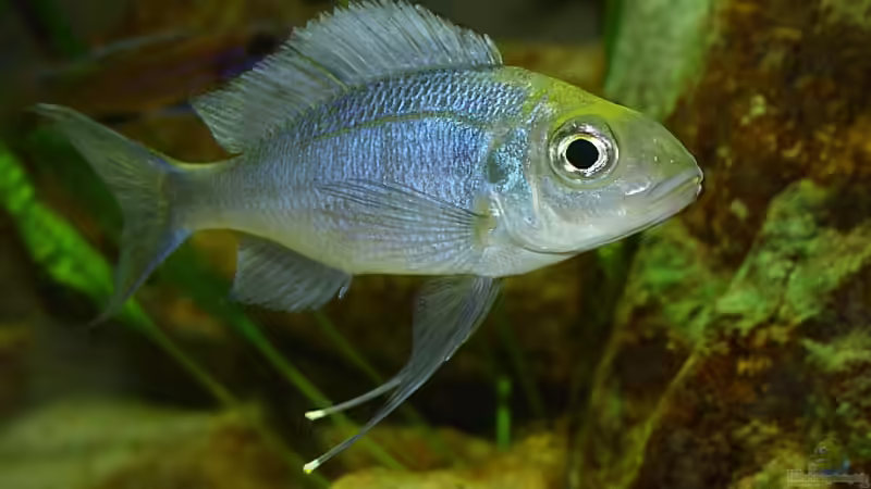 Ophtalmotilapia ventralis ´orange cap´  von Georg Botz (27)