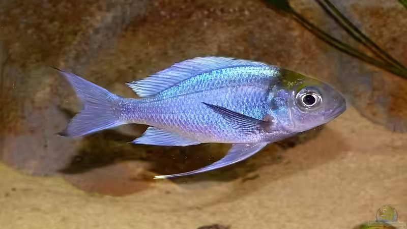 Ophtalmotilapia ventralis ´orange cap´  von Georg Botz (28)