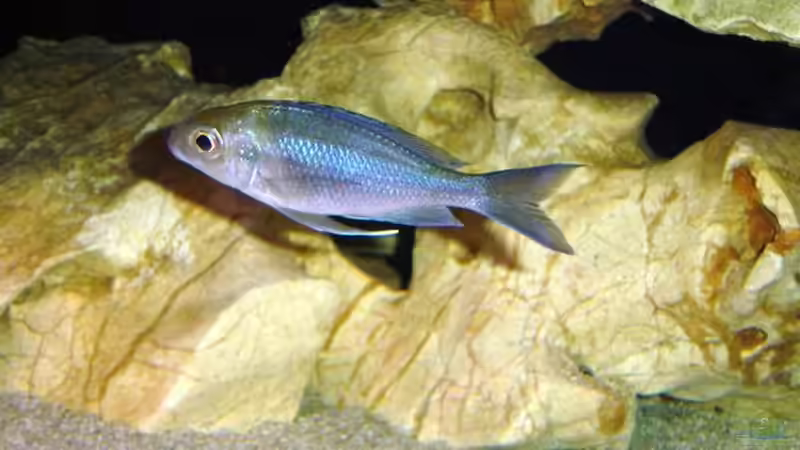 Ophtalmotilapia ventralis orange Cap von Rainer Faßbender (19)