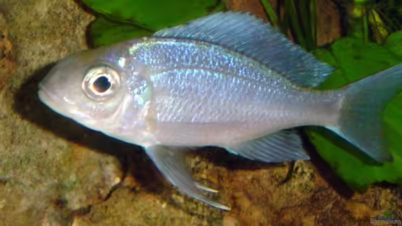 Ophtalmotilapia ventralis orange Cap von Rainer Faßbender (8)