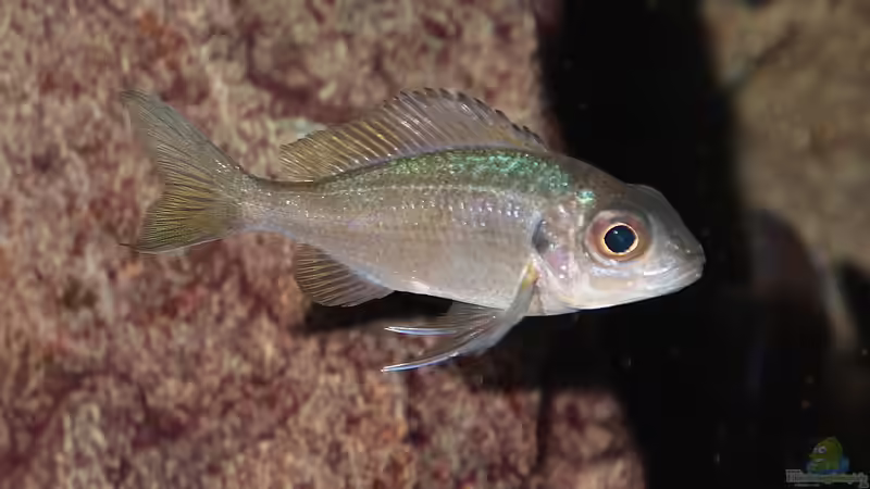 Ophtalmotilapia ventralis Weibchen F1  von Georg Botz (53)