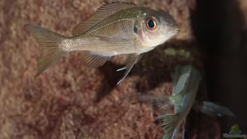 Ophtalmotilapia ventralis Weibchen F1 wird angebalzt von Georg Botz (54)