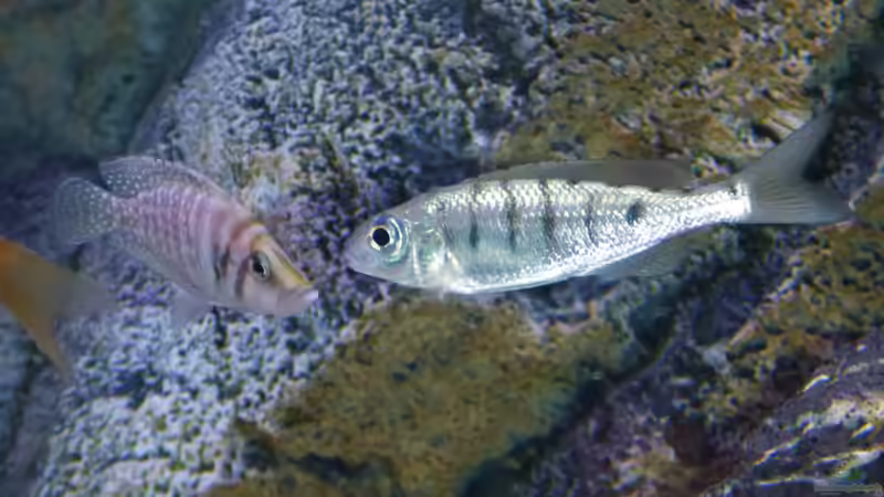 Ophthalmotilapia nasuta chimba ´tiger´, Jungtier mit Altolamprologus von spriggina (90)