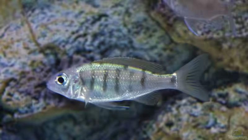 Ophthalmotilapia nasuta im Aquarium halten (Einrichtungsbeispiele für Nasenbuntbarsche)