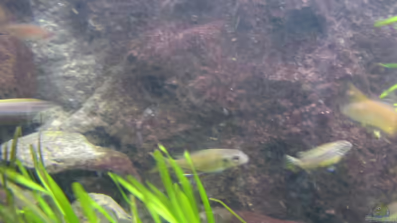 Aquarien mit Ophthalmotilapia ventralis (Blauer Fadenmaulbrüter)