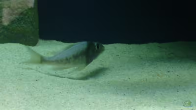 Ophthalmotilapia ventralis Kambwimba von Lehmann Sven (6)