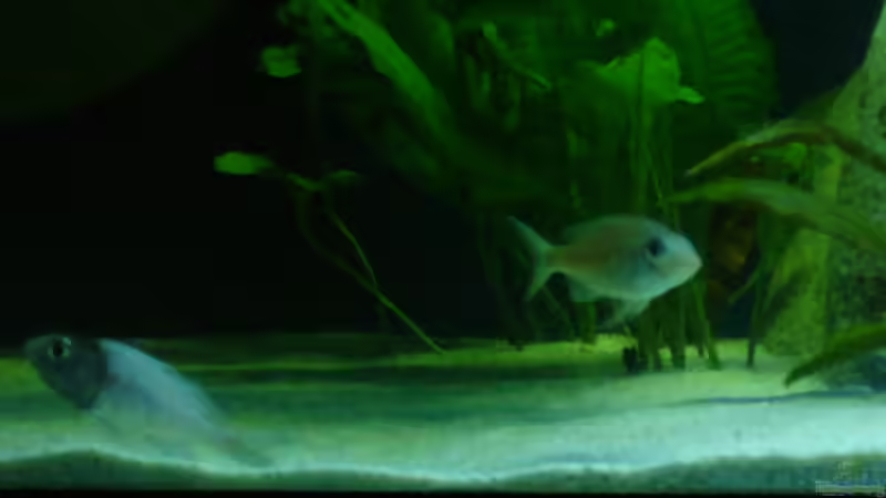 Ophthalmotilapia ventralis Kambwimba von Lehmann Sven (7)