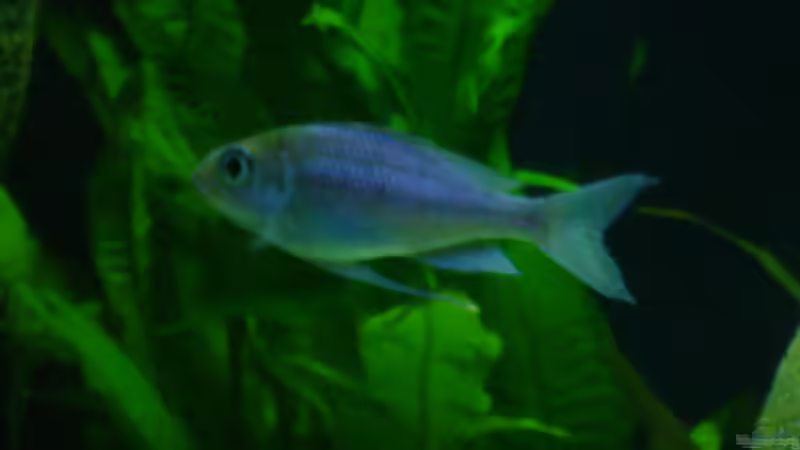 Ophthalmotilapia ventralis Kambwimba von Lehmann Sven (8)