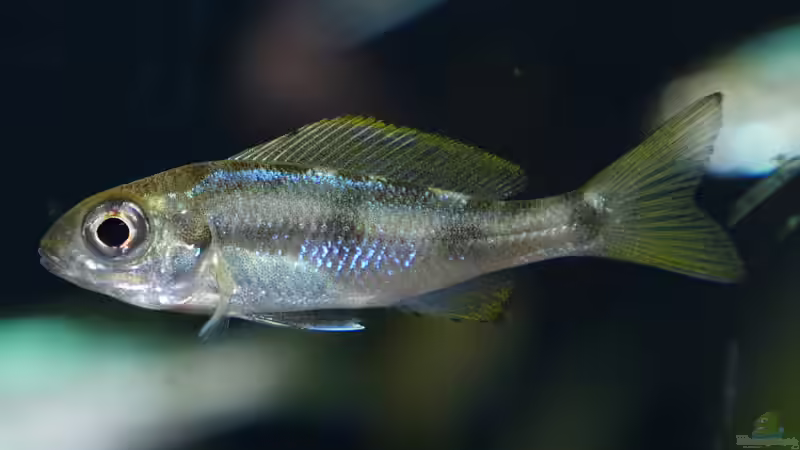 Ophthalmotilapia ventralis ´Mikongola´ Jungtier von ravaka (71)