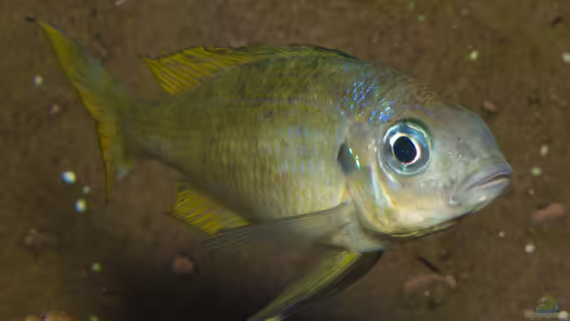 Ophthalmotilapia ventralis ´Mikongola´ Männchen von ravaka (154)