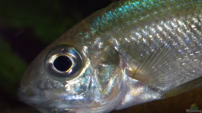 Ophthalmotilapia ventralis ´Mikongola´ von ravaka (117)