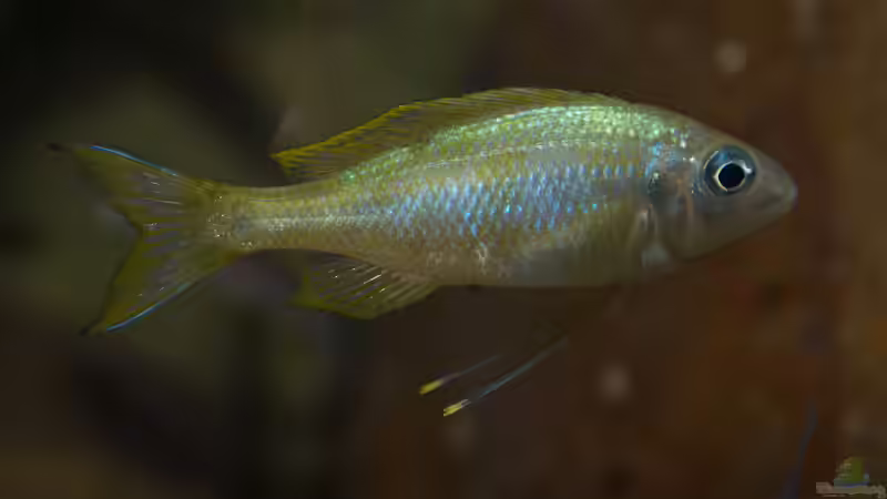 Ophthalmotilapia ventralis ´Mikongola´ von ravaka (118)
