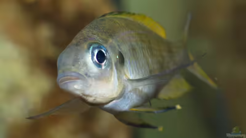 Ophthalmotilapia ventralis ´Mikongola´ von ravaka (120)