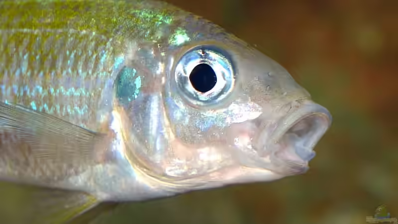 Ophthalmotilapia ventralis ´Mikongola´ von ravaka (73)