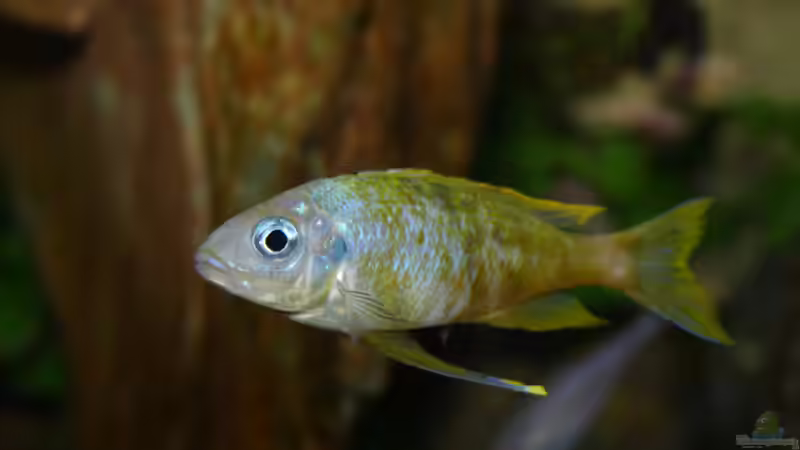 Aquarien mit Ophthalmotilapia ventralis (Blauer Fadenmaulbrüter)