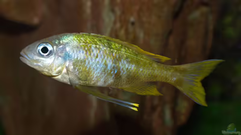 Aquarien mit Ophthalmotilapia ventralis (Blauer Fadenmaulbrüter)