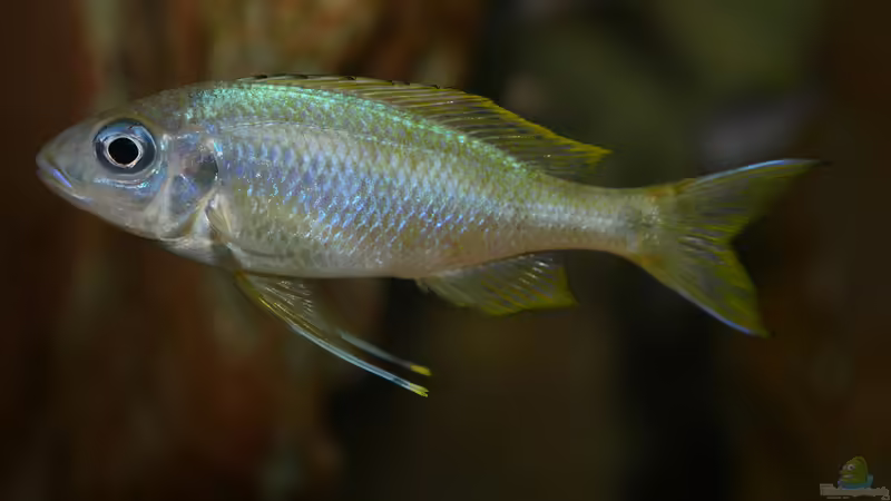 Beispiele für Aquarien mit Ophthalmotilapia-Arten