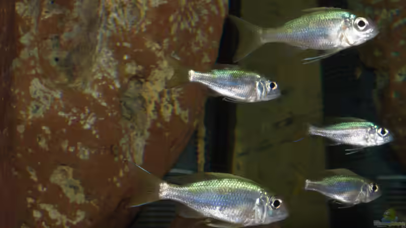 Aquarien mit Ophthalmotilapia ventralis (Blauer Fadenmaulbrüter)