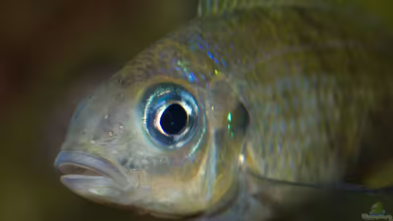Beispiele für Aquarien mit Ophthalmotilapia-Arten