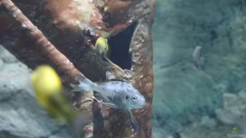 Opthalmotilapia ventralis Mtoto von 8 CBM (89)