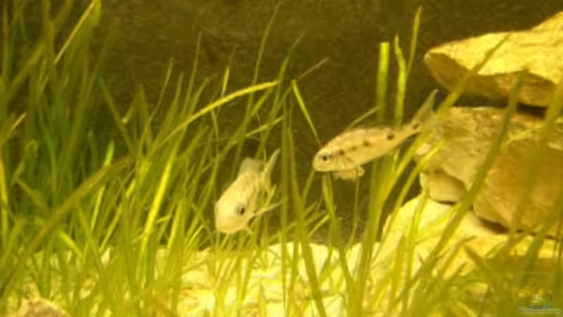 Opthalmotilapia ventralis noch ungefärbtes Männchen rechts von Frank Muth (8)