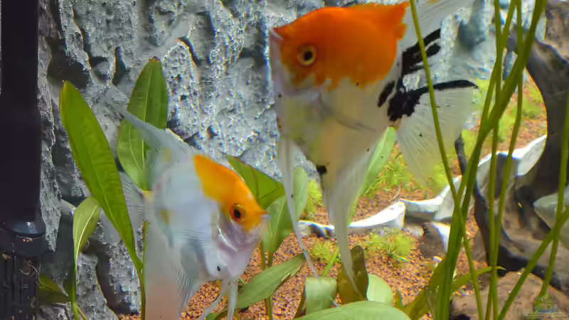 Optimales Futter für Skalare - Ernährung, die Gesundheit, Farben und Verhalten nachhaltig verbessert