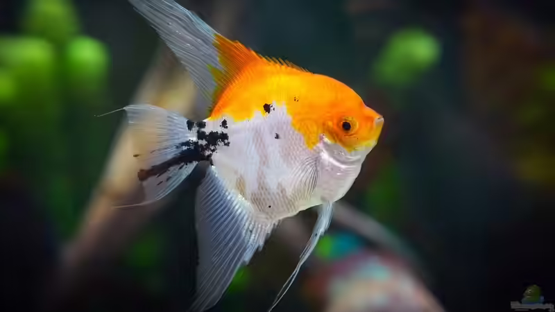 Optimales Futter für Skalare - Ernährung, die Gesundheit, Farben und Verhalten nachhaltig verbessert