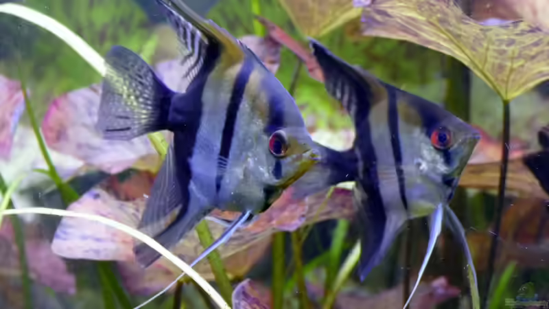 Optimales Futter für Skalare - Ernährung, die Gesundheit, Farben und Verhalten nachhaltig verbessert