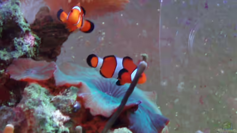 orange Clownfisch von Eva Göschl (34)