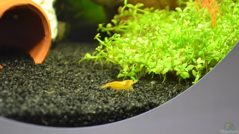 Orange Fire Garnele 1 von Jan Marc (6)