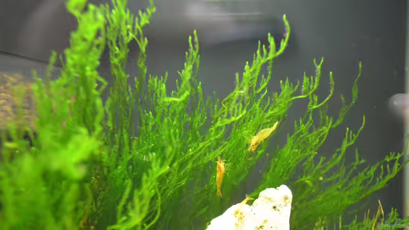 Orange Fire Garnele 2 von Jan Marc (7)