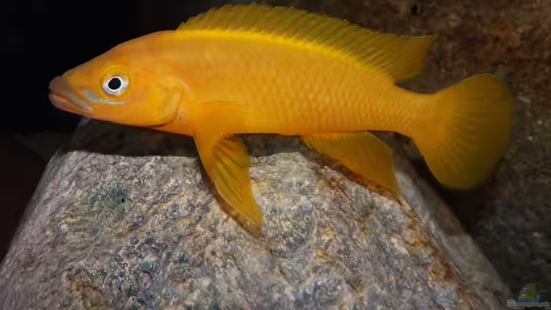 orange-gelber Buntbarschtraum von Cichliden-Kabuff (49)