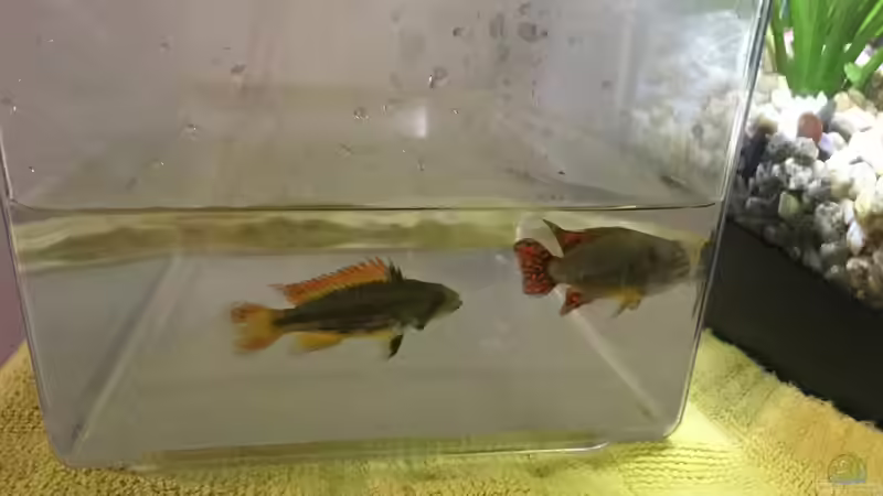 Orange Kakadubuntbarsche von .Andreas. (101)