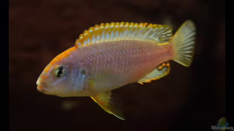 Orange Kappen am Ndumbi Reef , der Pseudotropheus sp. ???Persipax orange cap??? !
