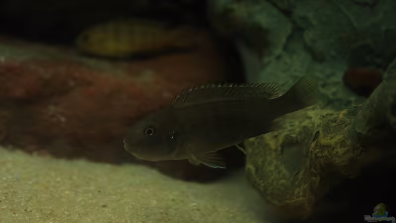 Orange Kappen am Ndumbi Reef , der Pseudotropheus sp. ???Persipax orange cap??? !