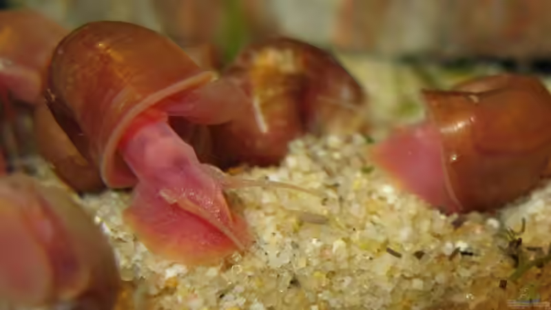 orange Posthornschnecke von Andreas Zitt (11)