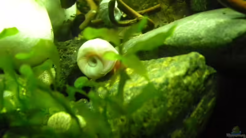 Orange Posthornschnecke von did244 (26)