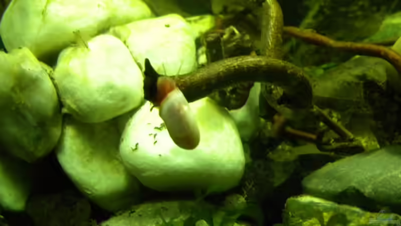 Orange Posthornschnecke von did244 (34)