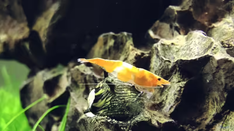 Orange Rili auf Geweihschnecke von alper_aquascape (7)