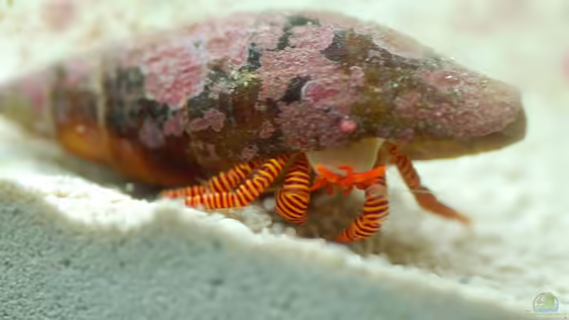 orange Ringelsocken machen atraktiv ;) von FrischFisch (9)