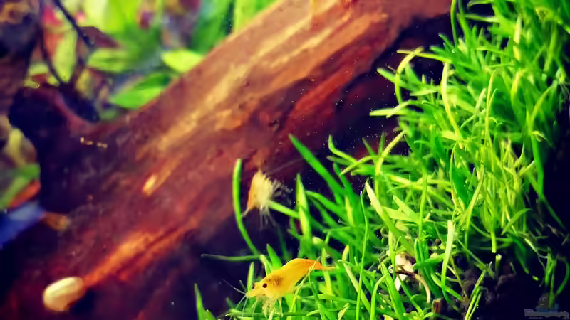 Orange Sakura  von Sarah_Schneider (22)