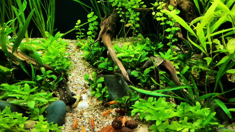 Orange Sakura beim Frühstück von okefenokee (30)