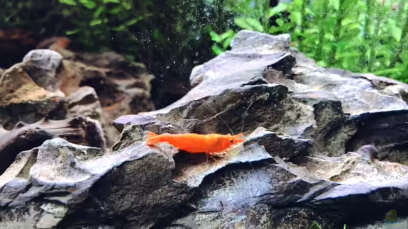 Orange Sakura von alper_aquascape (9)