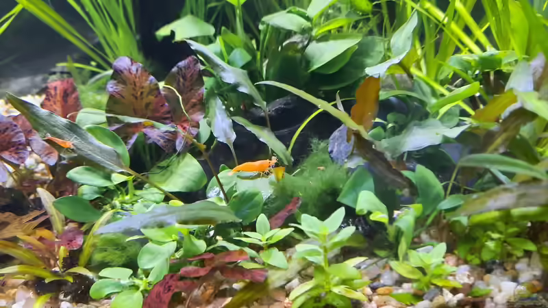 Orange Sakura von okefenokee (49)