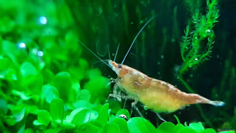 Orange Sakura von Sandro (15)